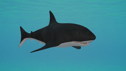 Shark preview image